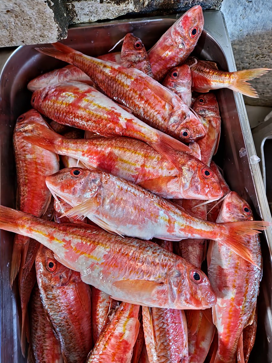 The morning's catch — red mullet